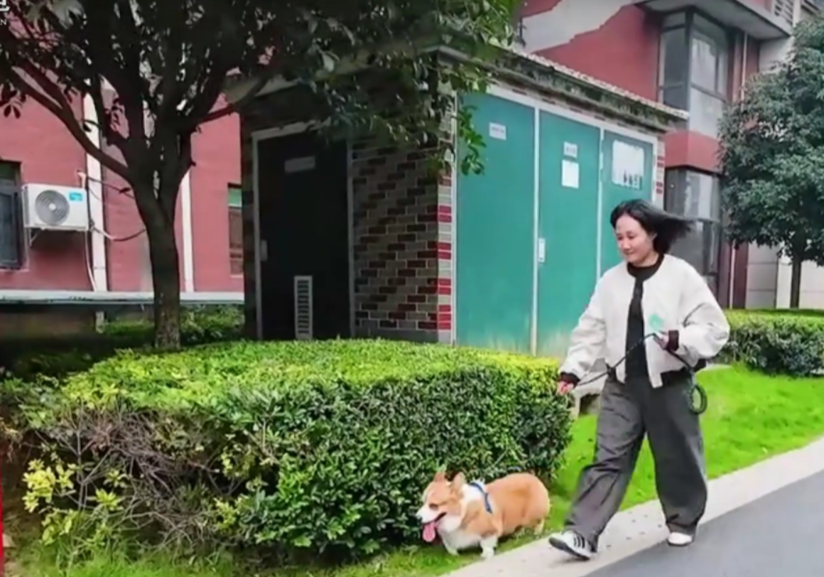 文明旅游 | 南湖公园遛狗守规范 文明养犬暖人心