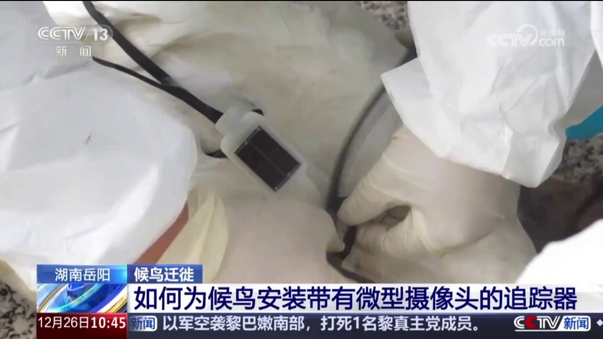 【央视 · 新闻直播间】湖南岳阳 候鸟迁徙 如何为候鸟安装带有微型摄像头的追踪器