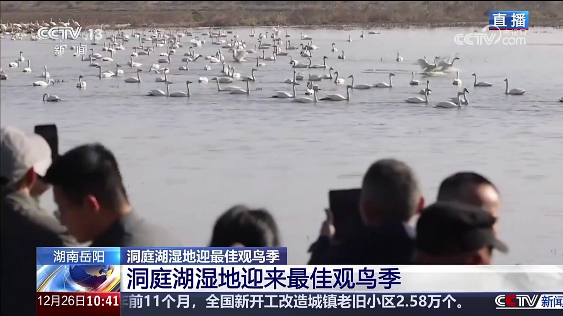 【央视·新闻直播间】湖南岳阳 候鸟迁徙 洞庭湖湿地迎最佳观鸟季 