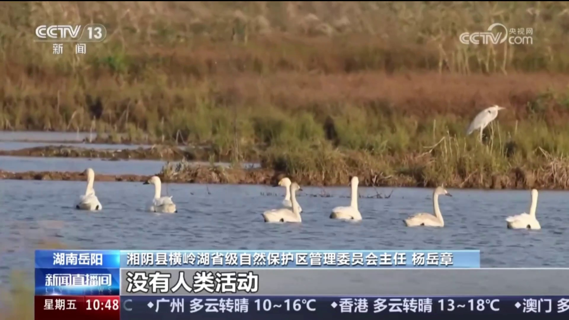 【央视 · 新闻直播间】湖南岳阳 候鸟迁徙 “自拍”视角 观看候鸟真实越冬生活