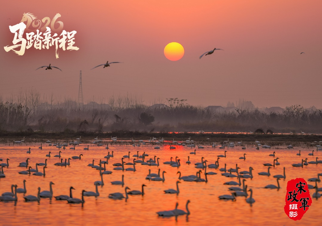 2026马踏新程！屈原管理区东古湖观鸟日历绝美上线