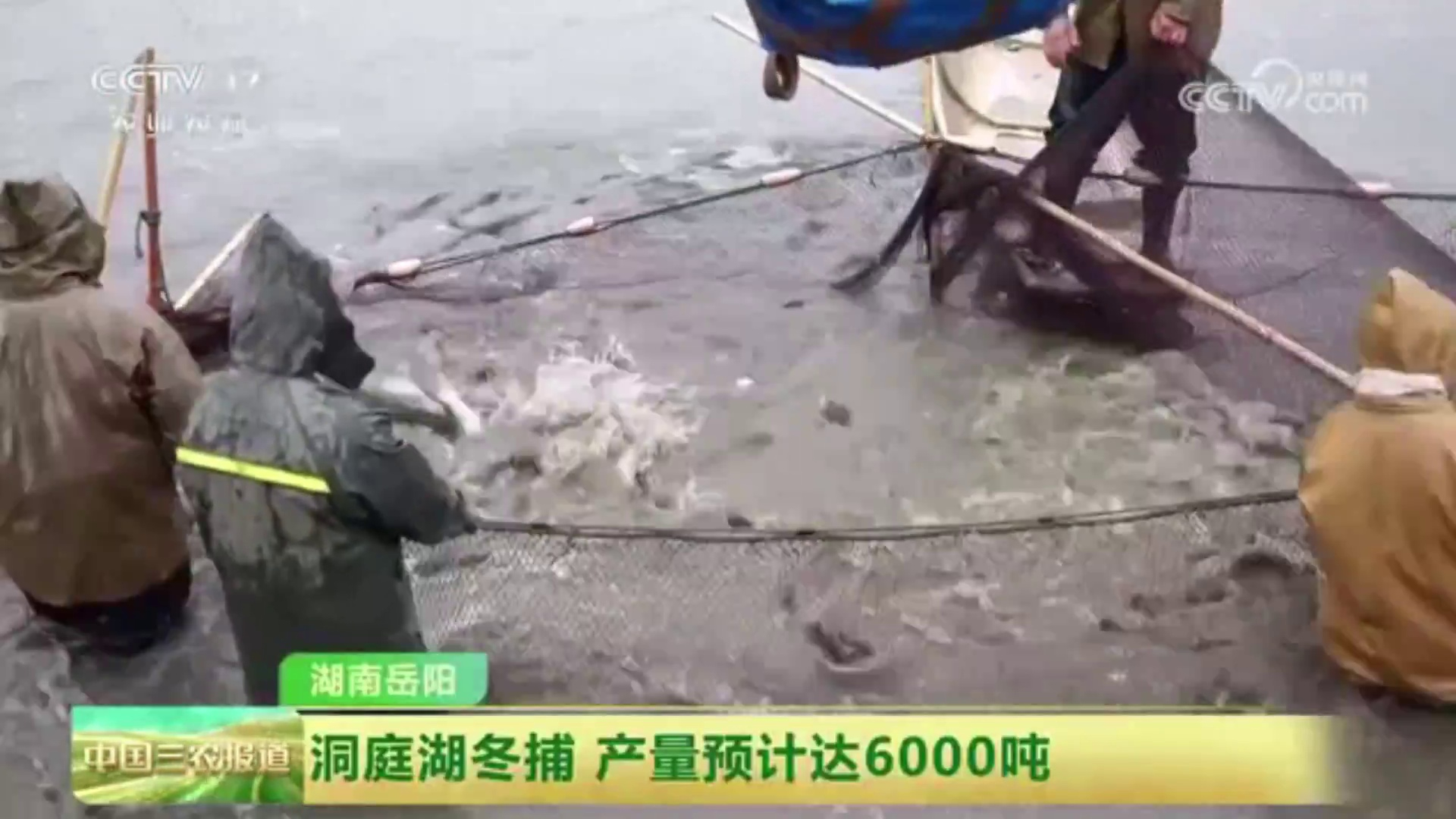 【央视·中国三农报道】湖南岳阳:洞庭湖冬捕 产量预计达6000吨