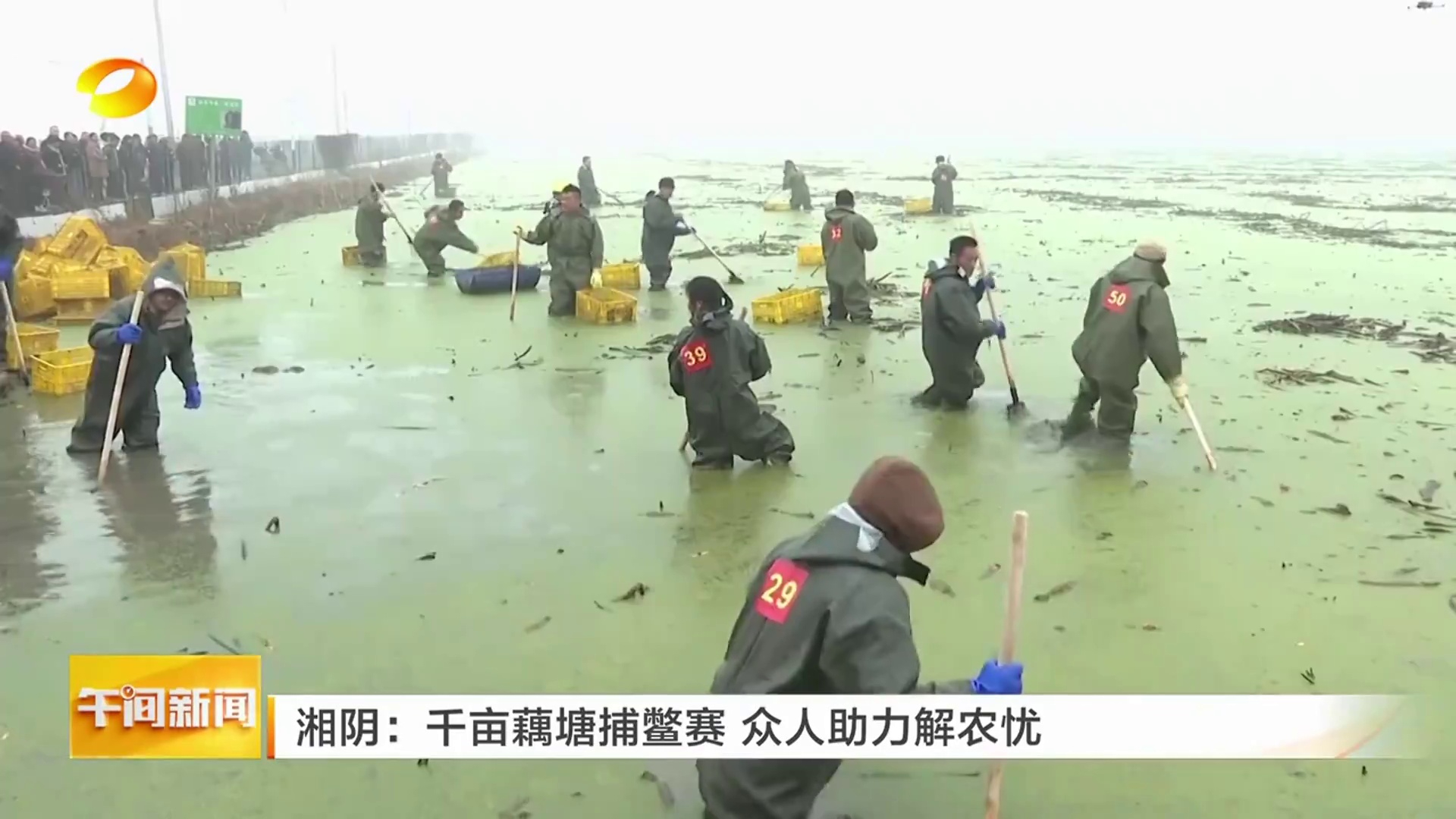 【湖南卫视】湘阴：千亩藕塘捕鳖赛 众人助力解农忧