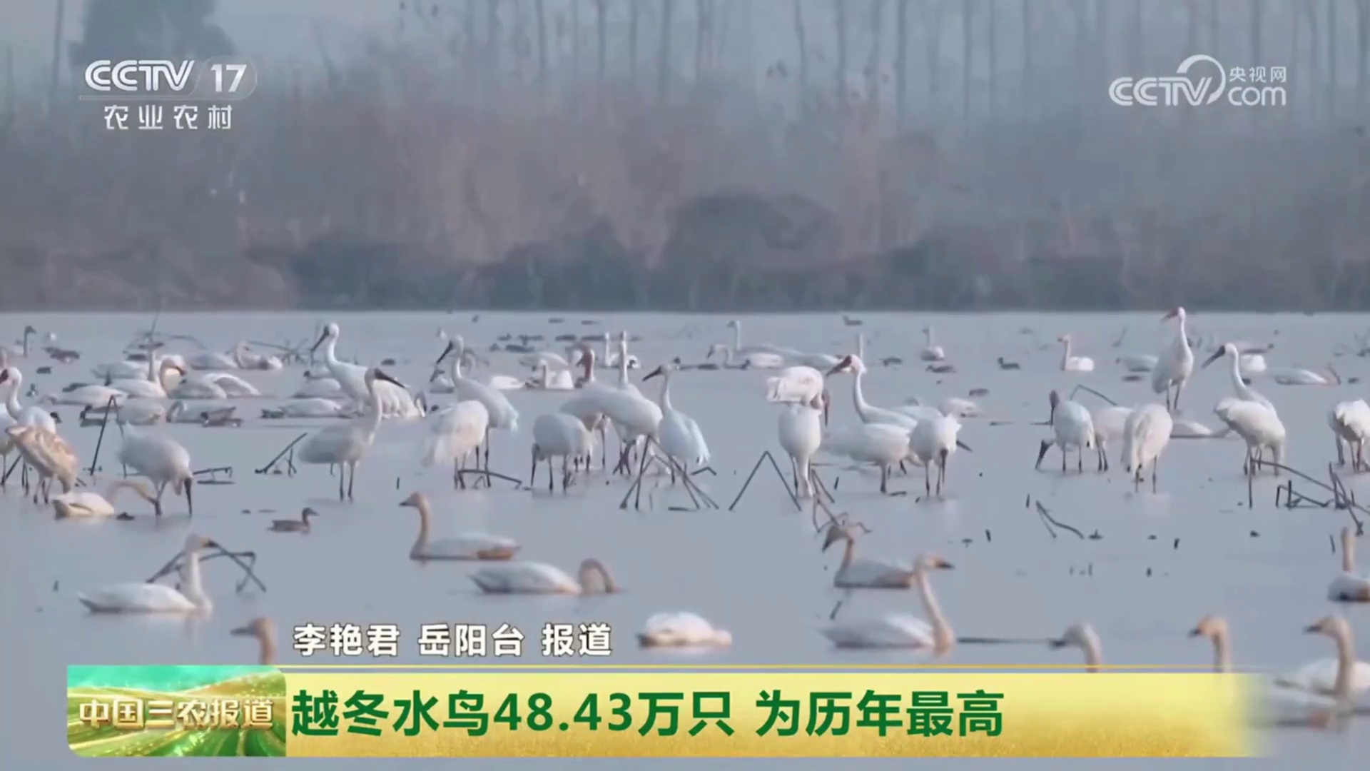【中国三农报道】湖南:越冬水鸟48.43万只 为历年最高