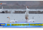 【新春走基层】岳阳：东洞庭湖越冬水鸟近20万只 珍稀候鸟数量明显增多	