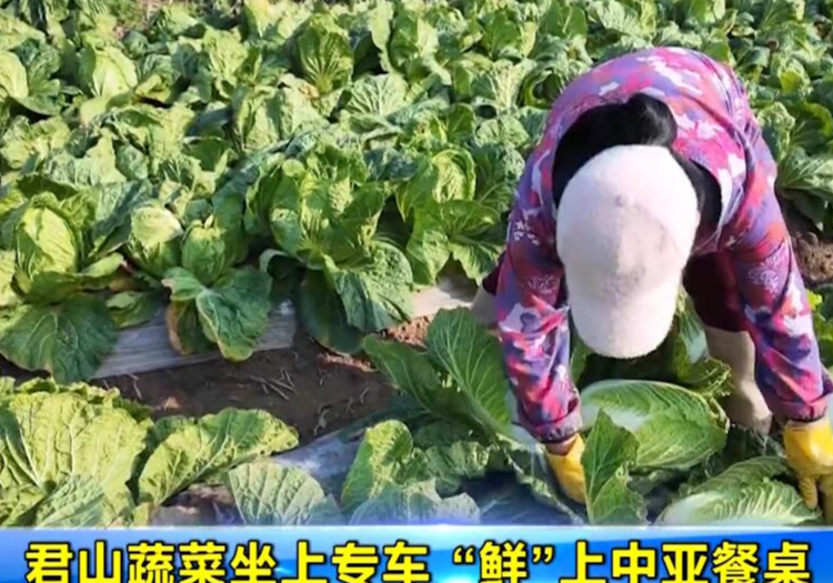 君山蔬菜坐上专车 “鲜”上中亚餐桌