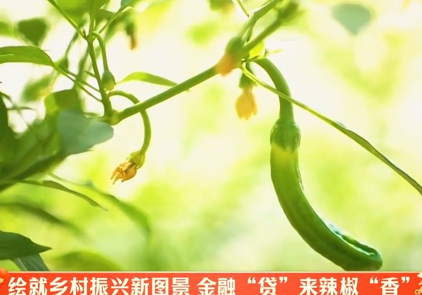 湖南卫视【湖南新闻联播】新春走基层·沸腾福湘｜绘就乡村振兴新图景 金融“贷”来辣椒“香”