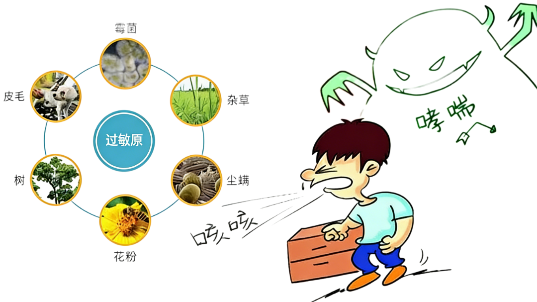 春季过敏性哮喘_副本０.png
