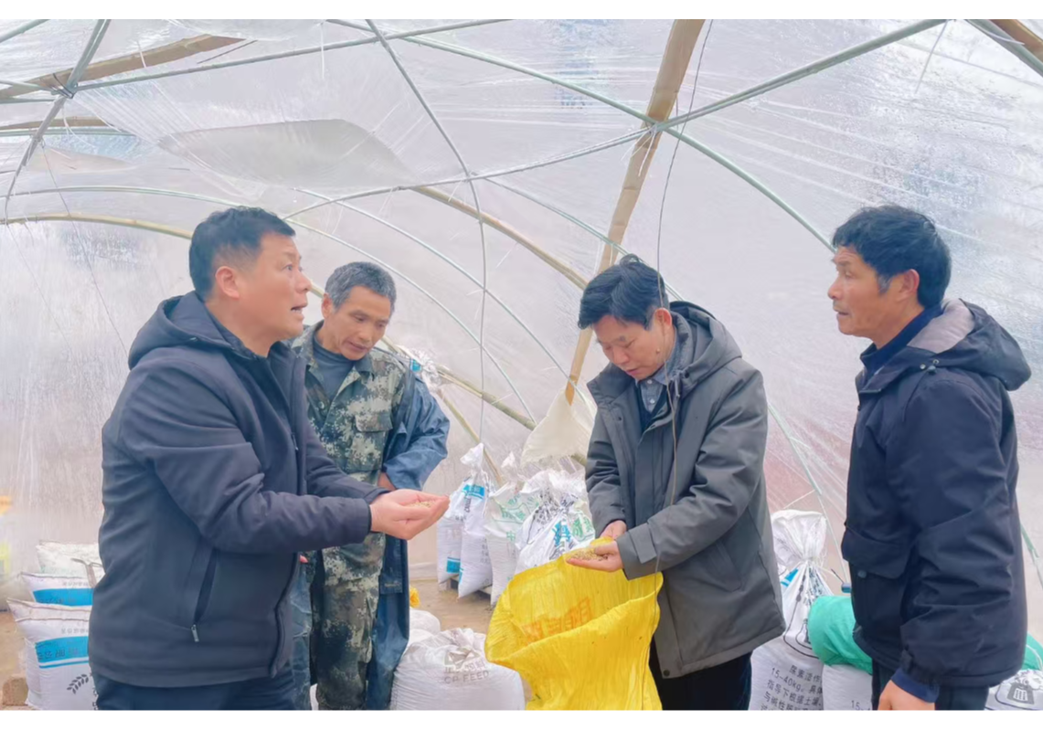 河市镇农技站：冒雨把脉送良方 精准服务护春耕