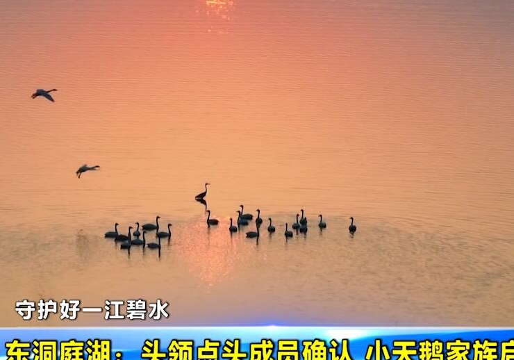 【守护好一江碧水】东洞庭湖：头领点头成员确认 小天鹅家族启程北归