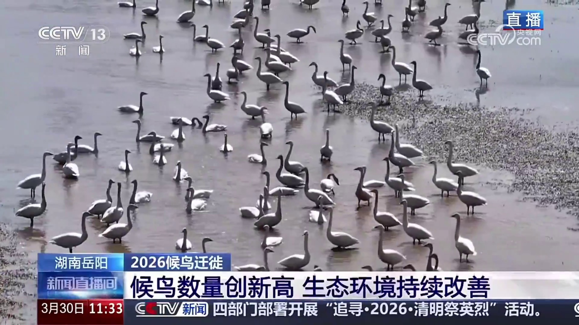 【央视】湖南岳阳：候鸟数量创新高 生态环境持续改善