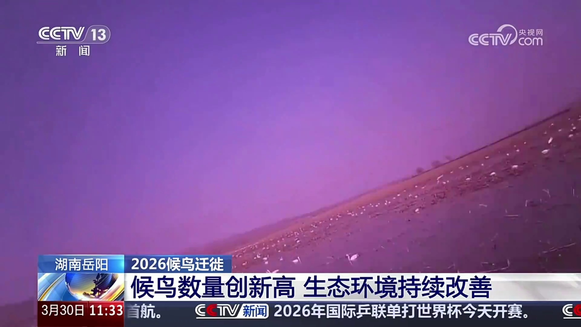 【央视】通过微型摄像头 解锁洞庭湖候鸟越冬生活