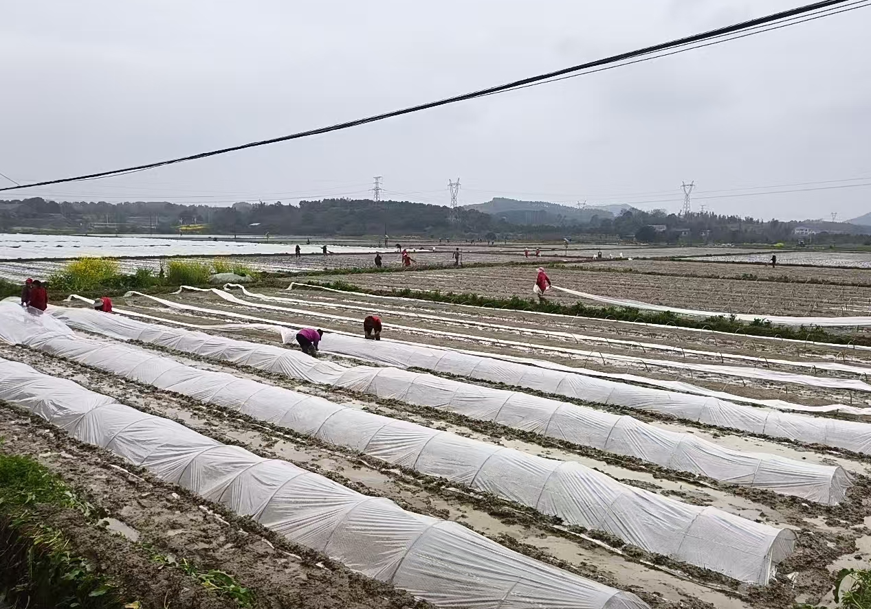 章华镇话岗村：抓实农业生产 筑牢粮食安全根基