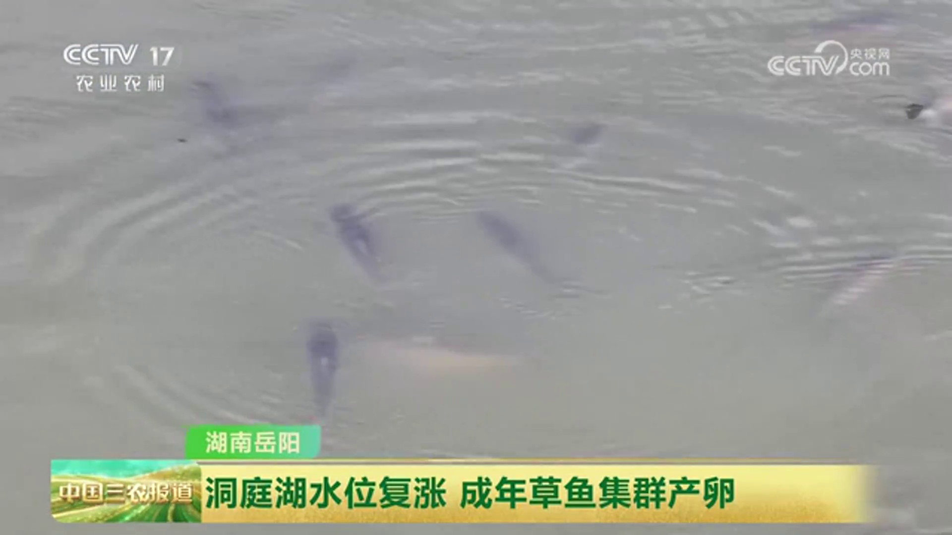 【中国三农报道】湖南岳阳:洞庭湖水位复涨 成年草鱼集群产卵