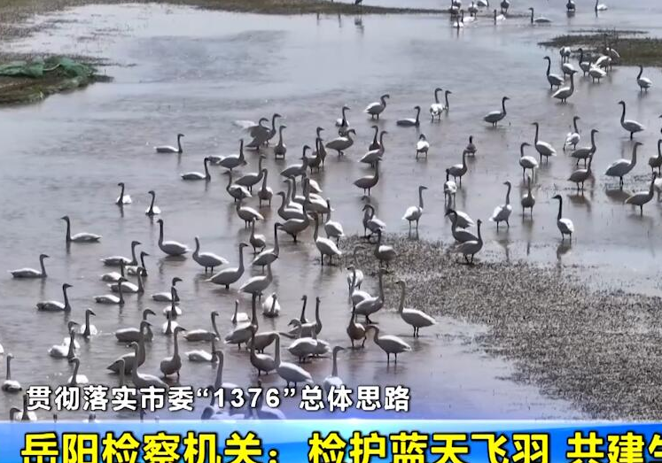 【贯彻落实市委“1376”总体思路】岳阳检察机关：检护蓝天飞羽 共建生态岳阳