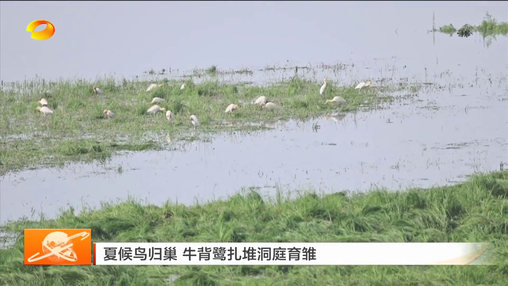 【湖南卫视】夏候鸟归巢 牛背鹭扎堆洞庭育雏
