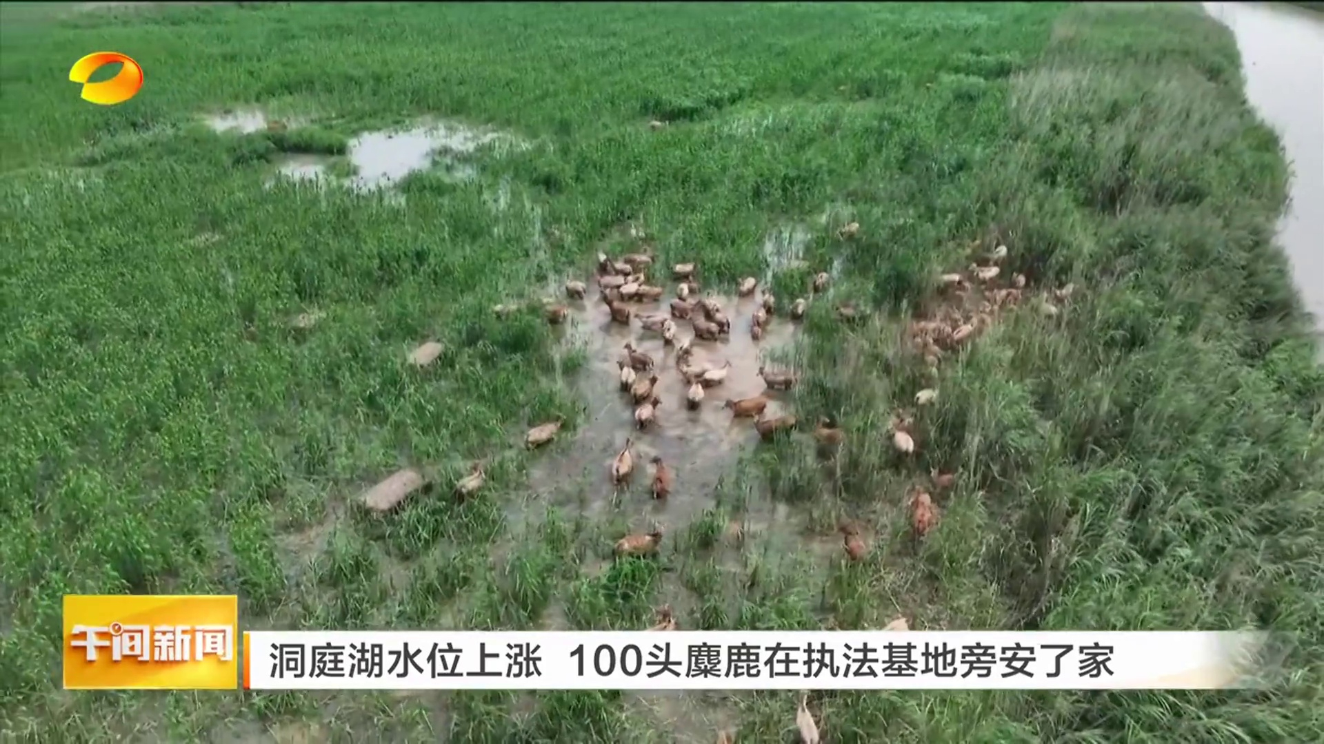 【湖南卫视】洞庭湖水位上涨 100头麋鹿在执法基地旁安了家