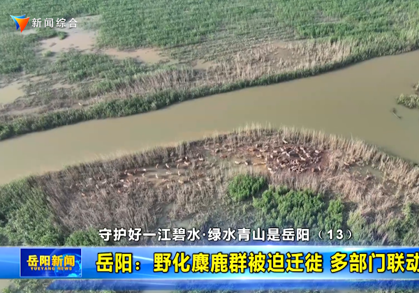 守护好一江碧水·绿水青山是岳阳（13） 岳阳：野化麋鹿群被迫迁徙 多部门联动合力守护