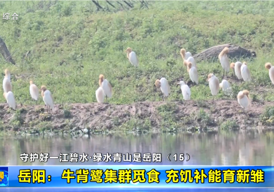守护好一江碧水·绿水青山是岳阳（15）岳阳：牛背鹭集群觅食 充饥补能育新雏