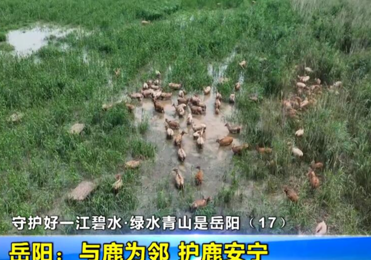  守护好一江碧水•绿水青山是岳阳（17） 岳阳：与鹿为邻 护鹿安宁