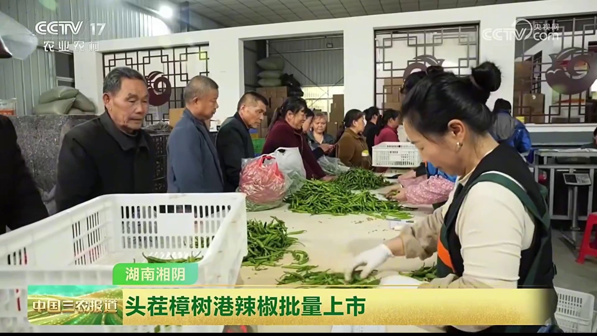 【央视】岳阳湘阴头茬樟树港辣椒批量上市