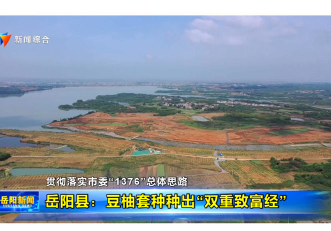 贯彻落实市委“1376”总体思路 岳阳县：豆柚套种种出“双重致富经”