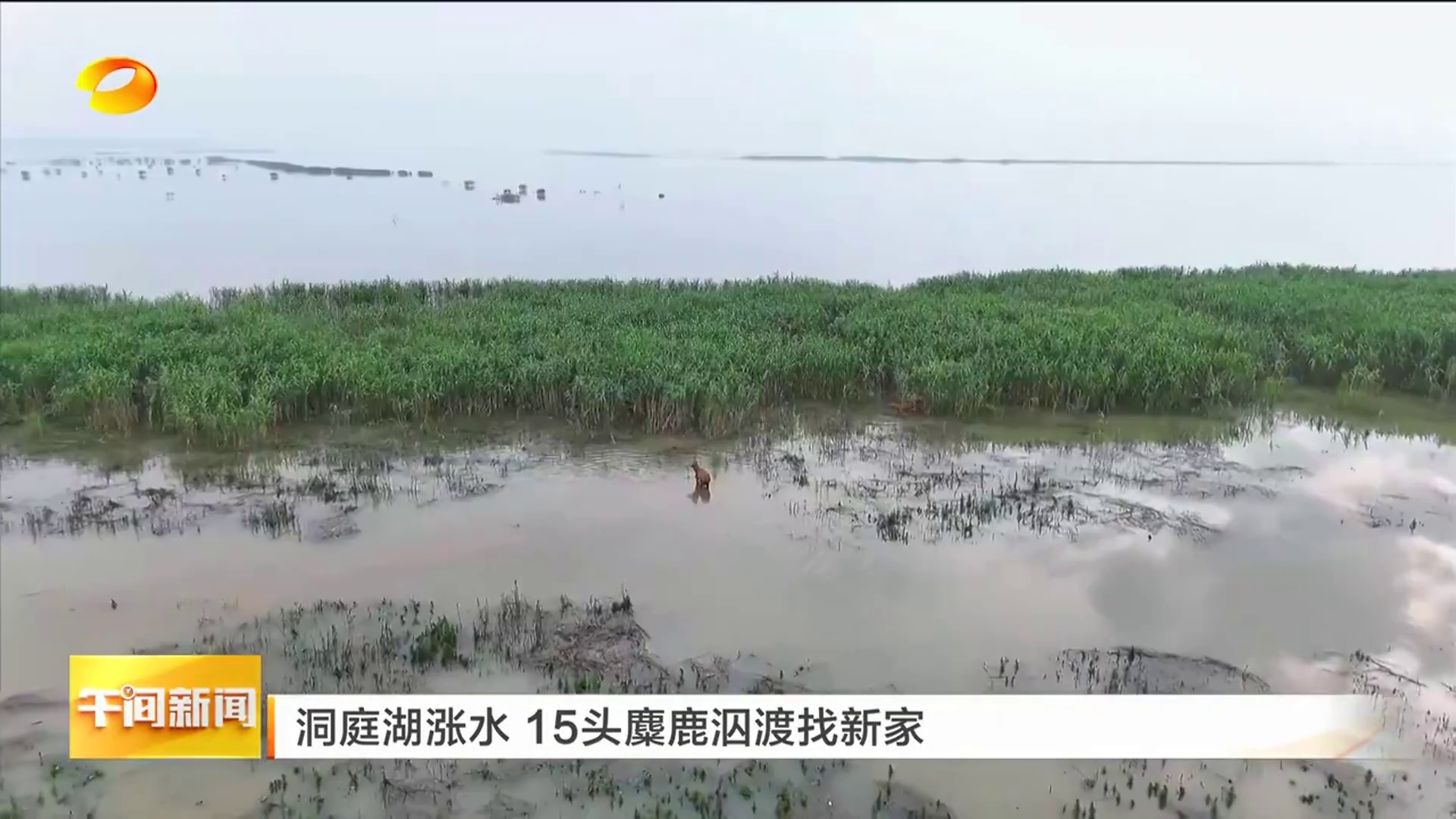 【湖南卫视】洞庭湖涨水 15头麋鹿泅渡找新家