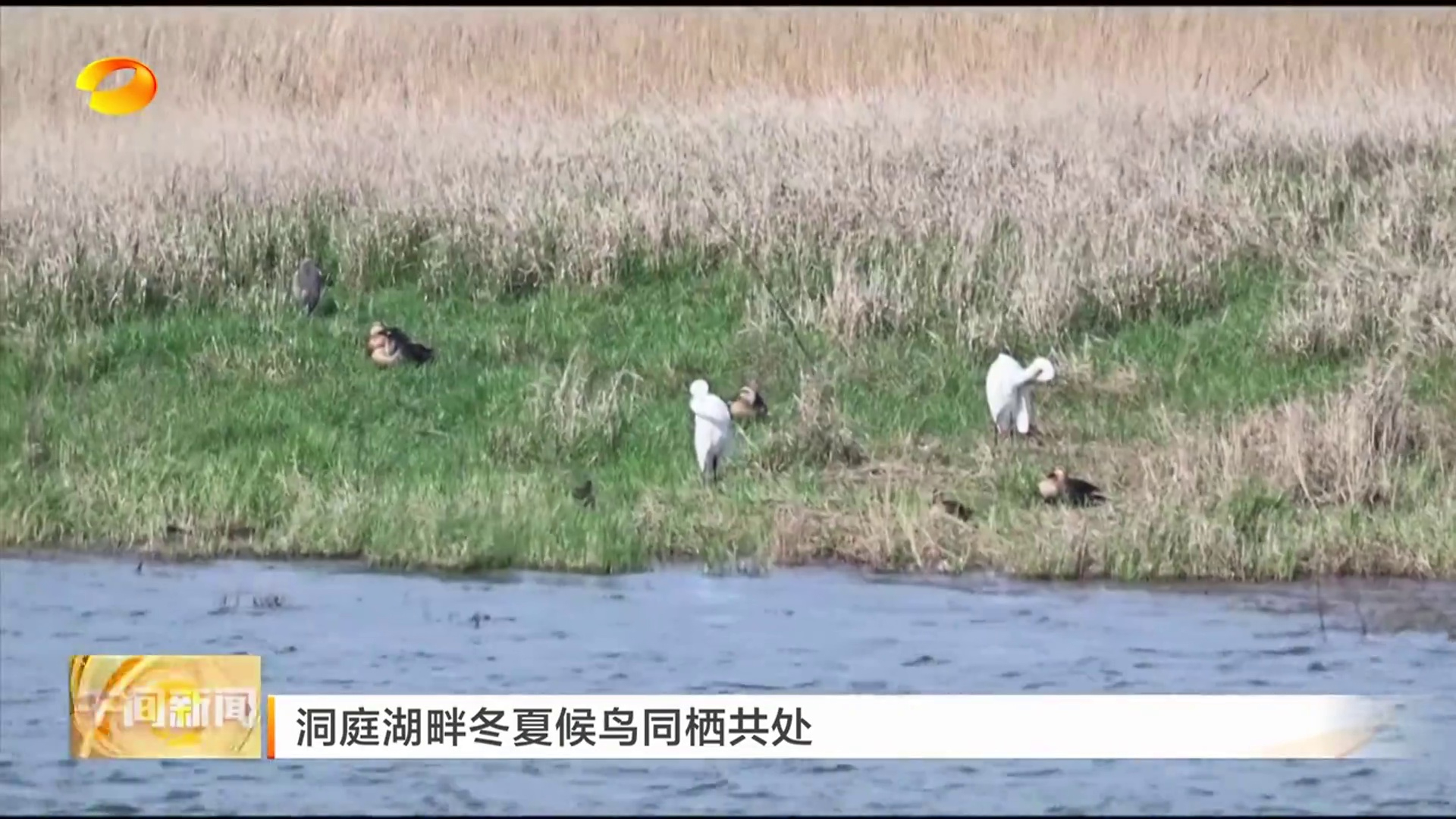 【湖南卫视】洞庭湖畔冬夏候鸟同栖共处