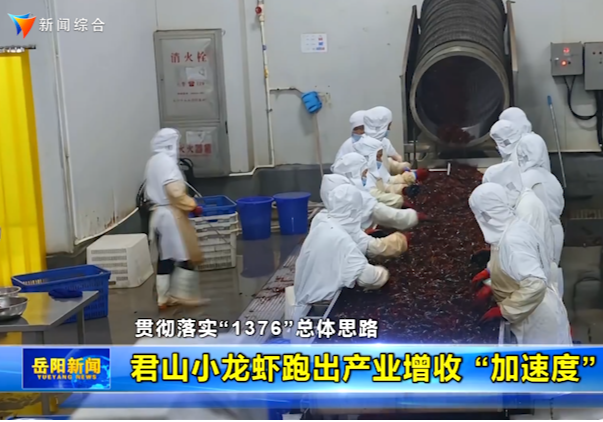 【贯彻落实市委“1376”总体思路】君山小龙虾跑出产业增收 “加速度”
