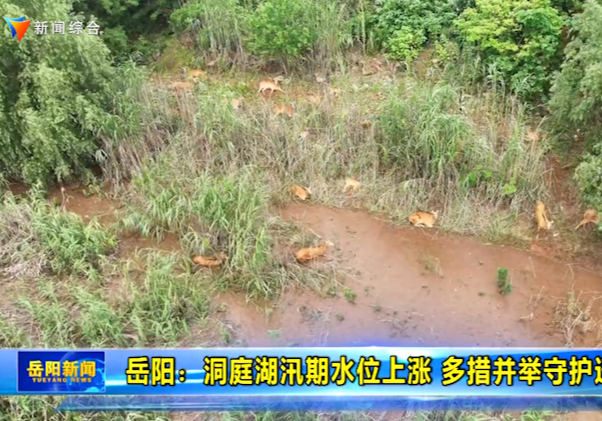 岳阳：洞庭湖汛期水位上涨 多措并举守护迁徙麋鹿