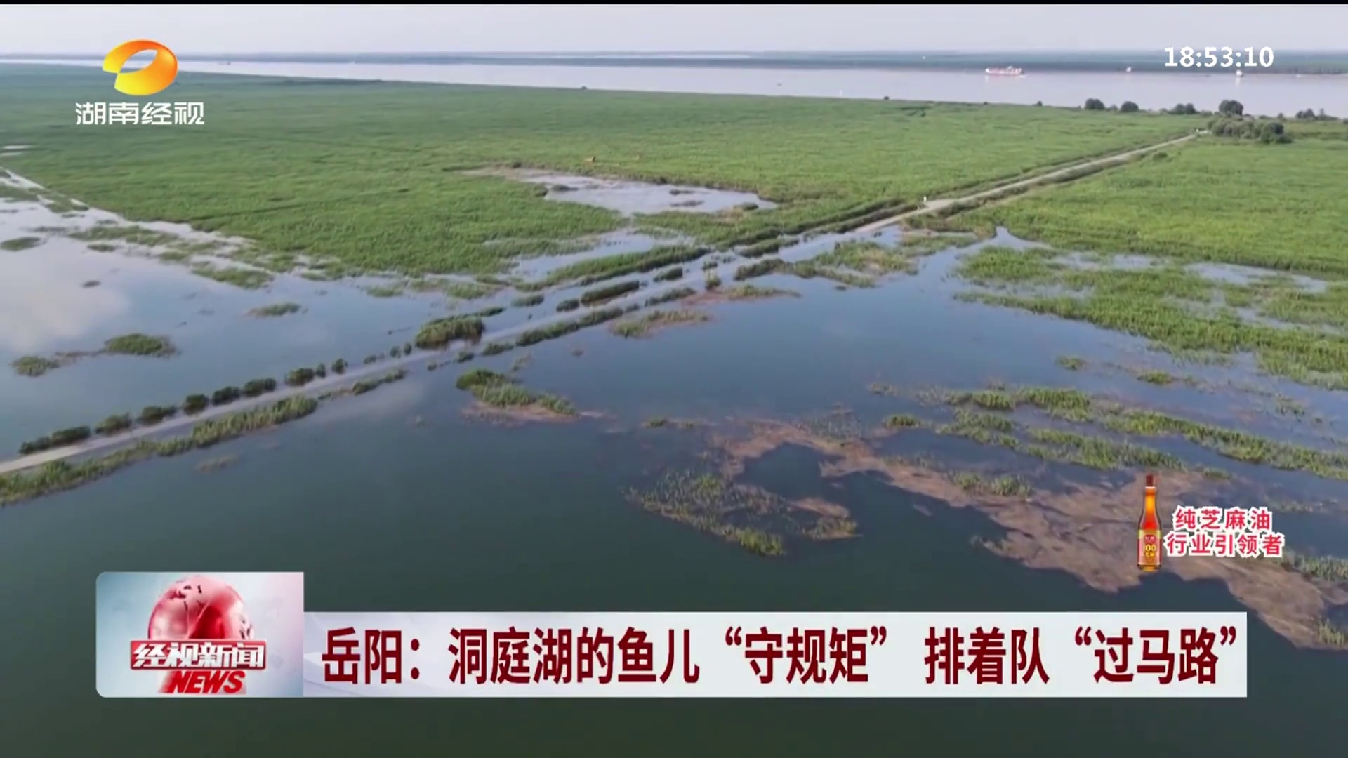 【湖南经视】岳阳：洞庭湖的鱼儿“守规矩” 排着队“过马路”