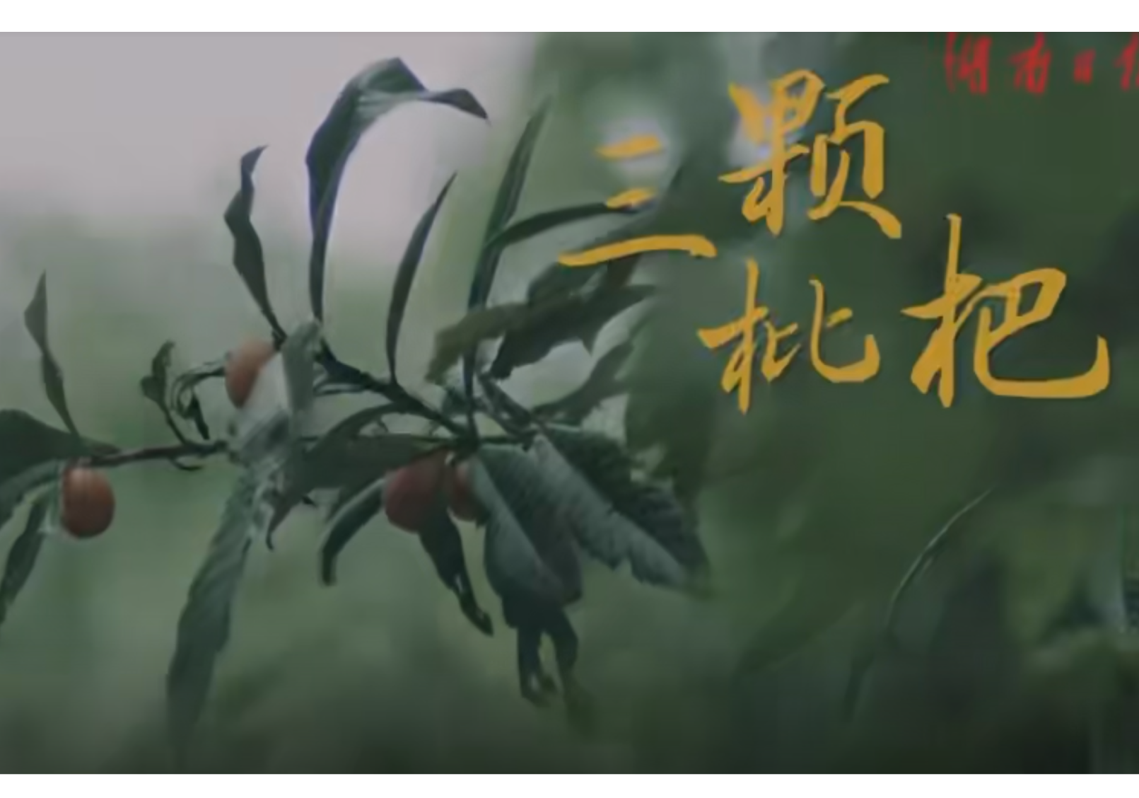  新闻微电影｜《三颗枇杷》