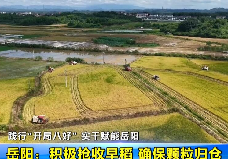 【践行“开局八好” 实干赋能岳阳】 岳阳：积极抢收早稻 确保颗粒归仓
