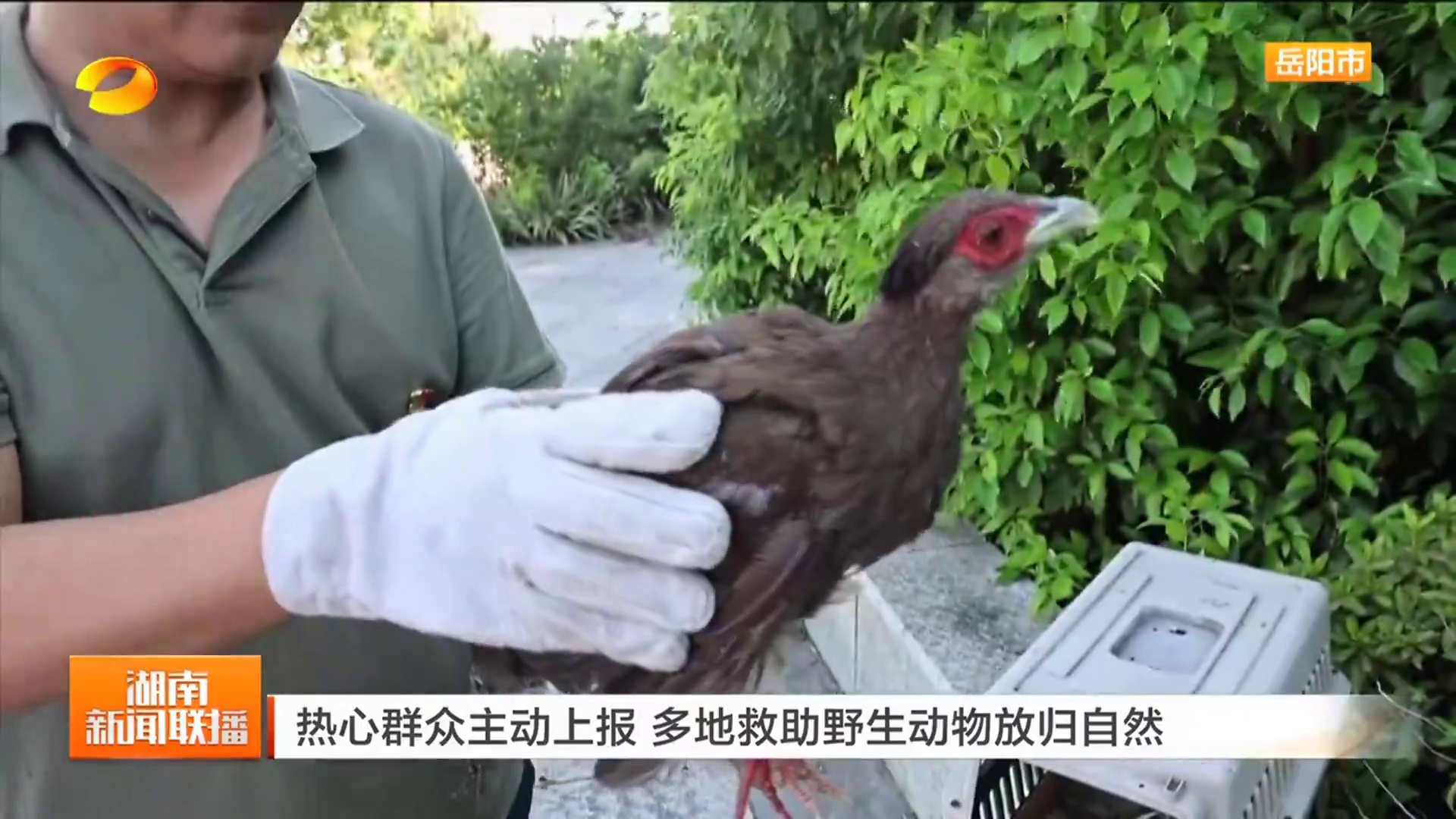 【湖南卫视】热心群众主动上报 多地救助野生动物放归自然
