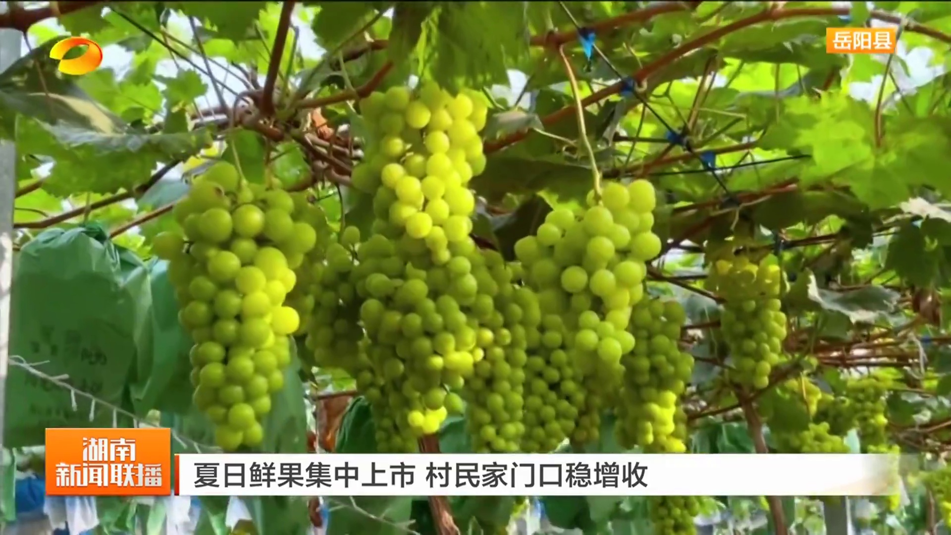 【湖南卫视】夏日鲜果集中上市 村民家门口稳增收