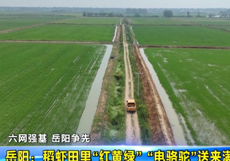 【六网强基 岳阳争先】岳阳：稻虾田里“红黄绿” “电骆驼”送来满塘鲜