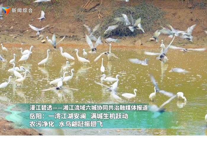 漫江碧透——湘江流域六城协同共治融媒体报道 岳阳：一湾江湖安澜 满城生机跃动 