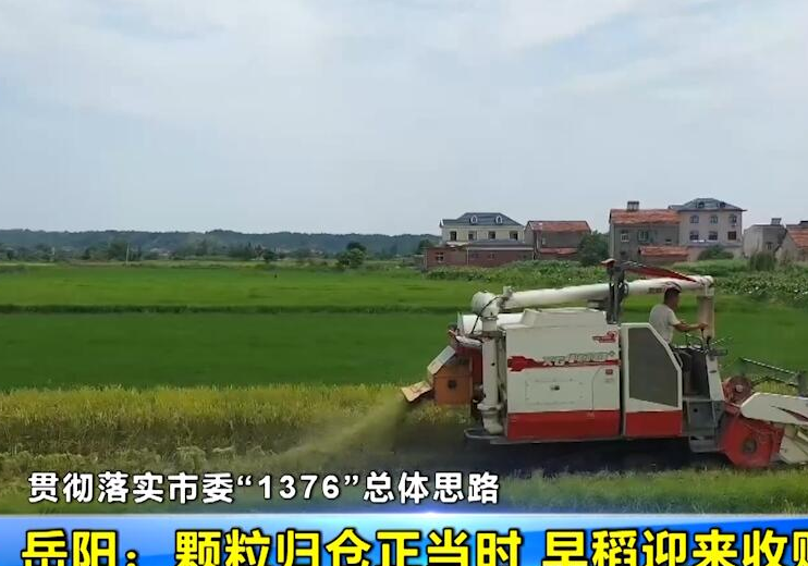 【贯彻落实市委“1376”总体思路】岳阳：颗粒归仓正当时 早稻迎来收购高峰