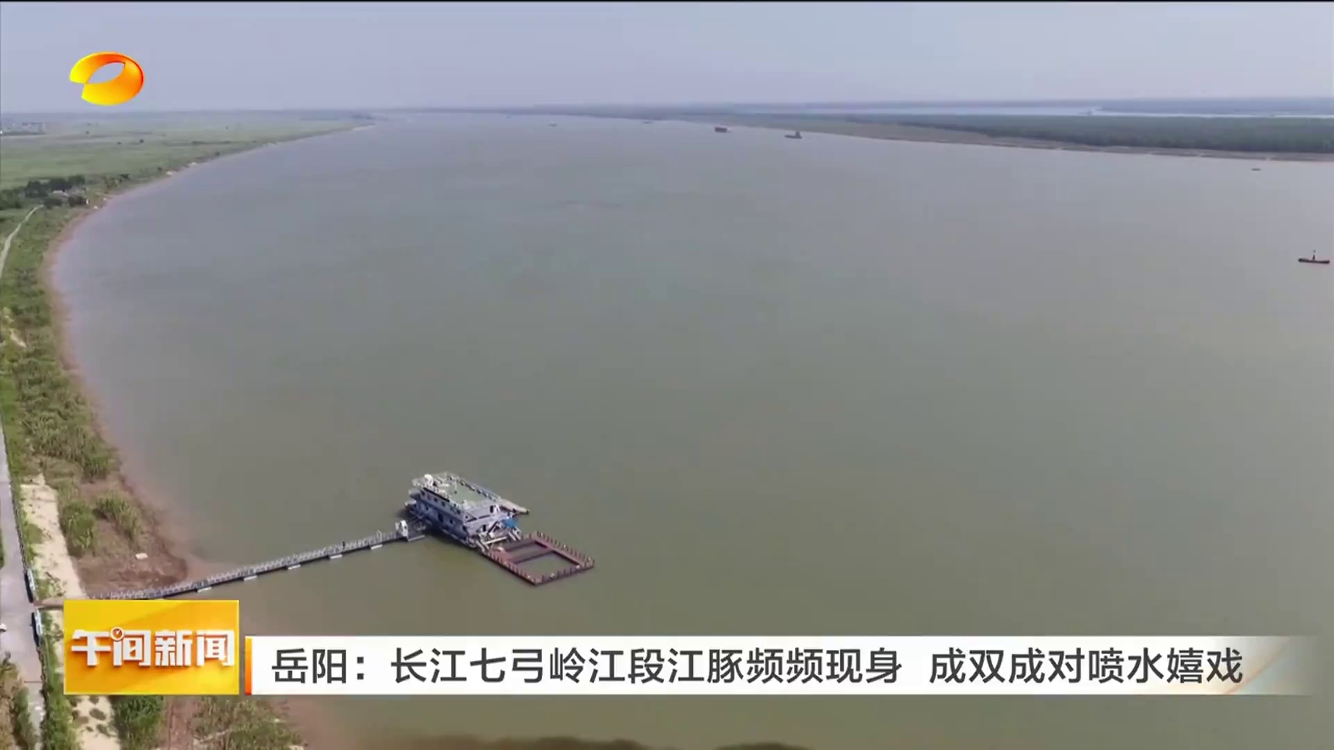 【湖南卫视】岳阳:长江七弓岭江段江豚频频现身 成双成对喷水嬉戏