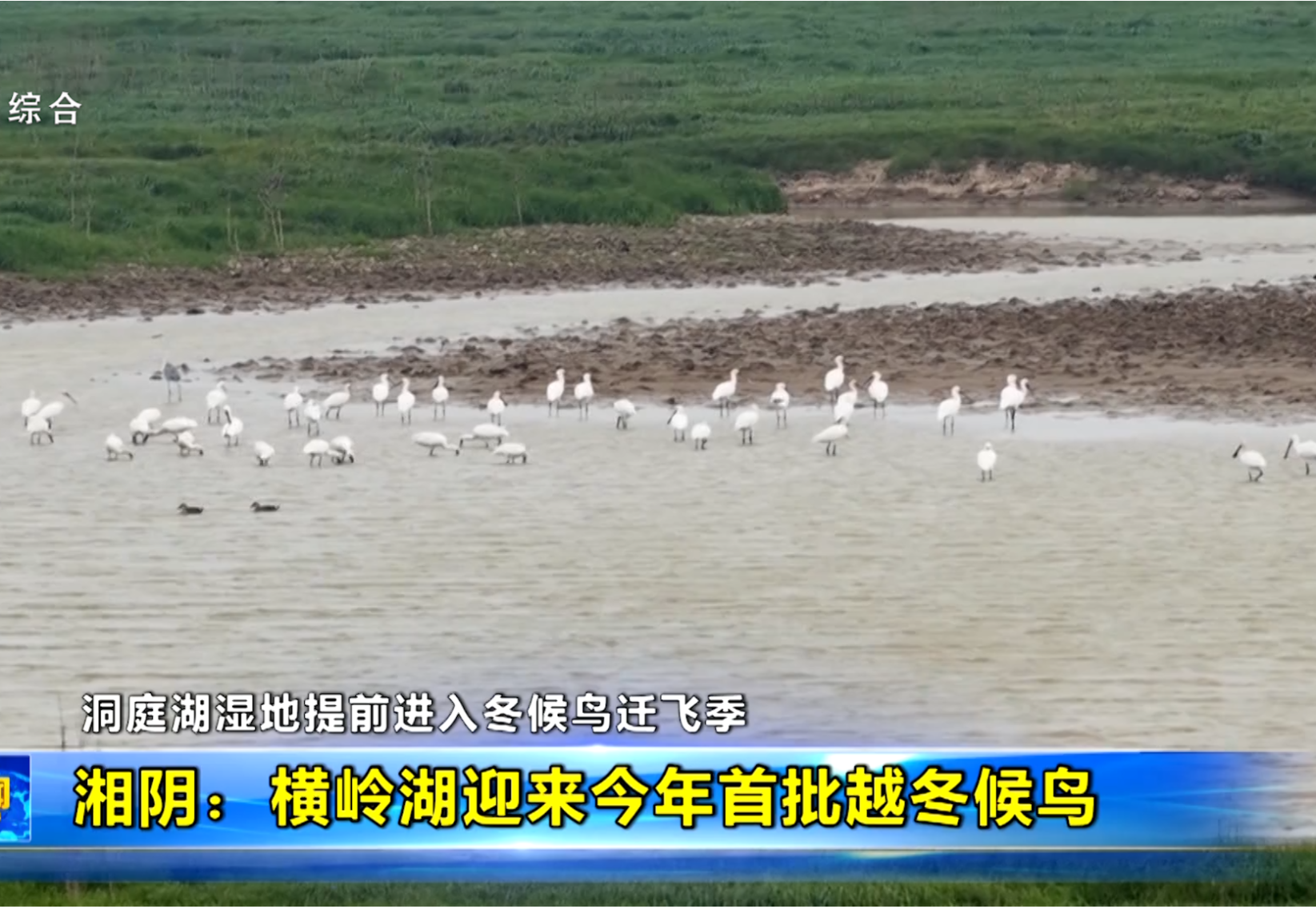 洞庭湖湿地提前进入冬候鸟迁飞季 湘阴：横岭湖迎来今年首批越冬候鸟