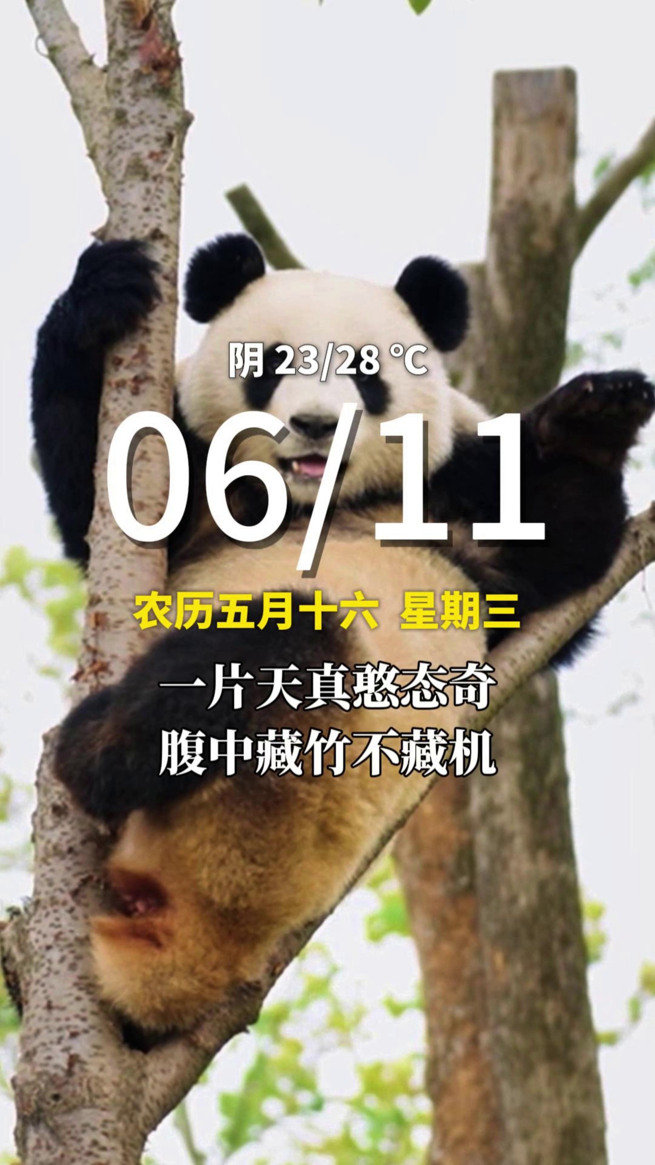 6月11日，星期三，早安。