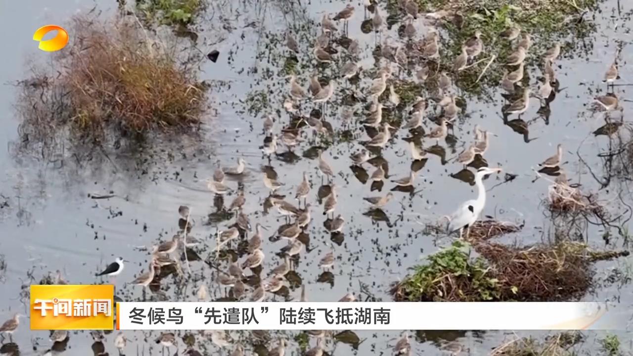 湖南卫视【午间新闻】冬候鸟“先遣队”陆续飞抵湖南