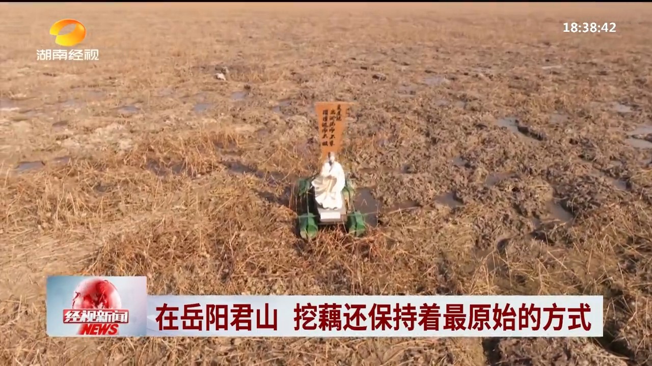 湖南经视【经视新闻】在岳阳君山 挖藕还保持着最原始的方式