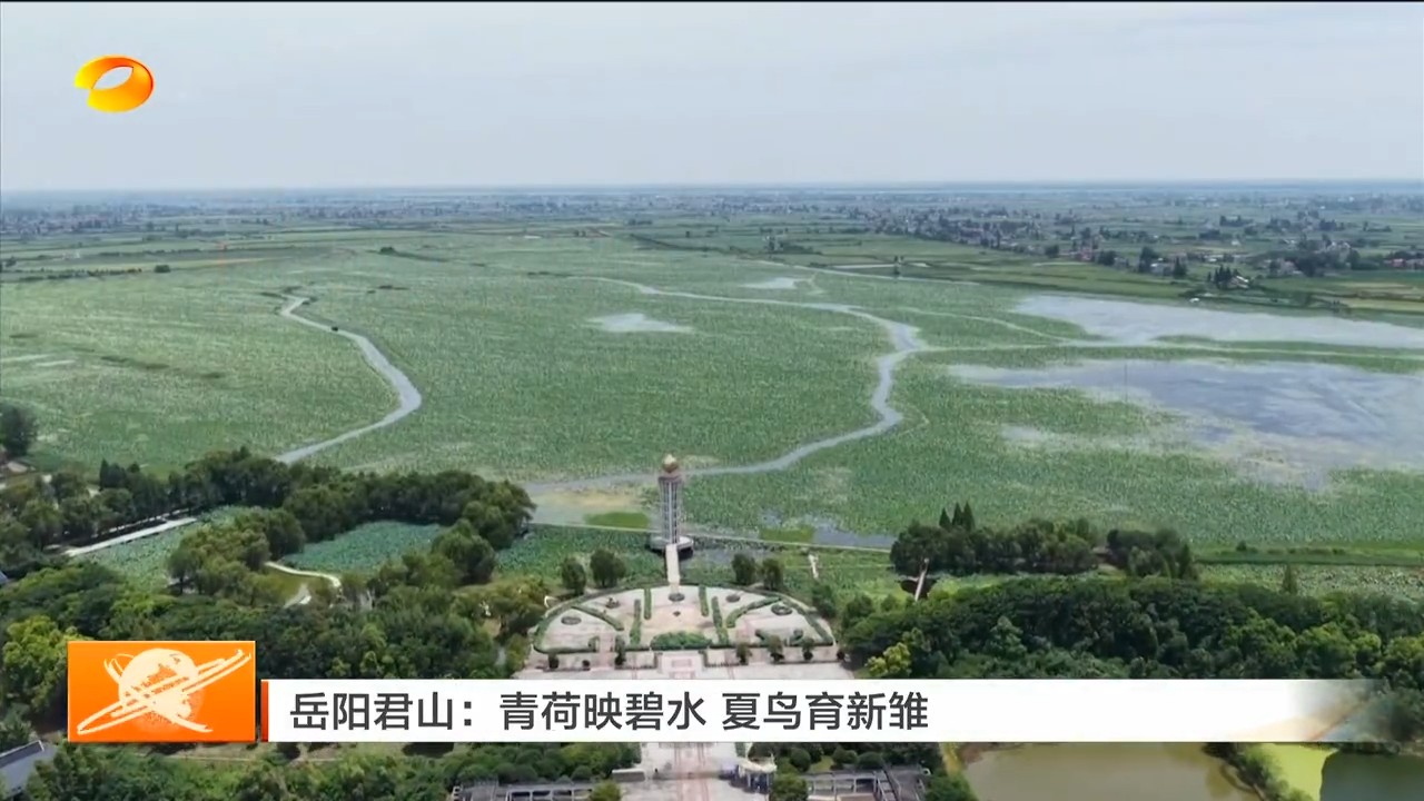 湖南卫视【湖南新闻联播】岳阳君山：青荷映碧水 夏鸟育新雏