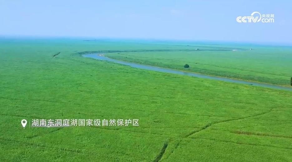 【央视频】美丽中国看湖南丨麋鹿保护篇