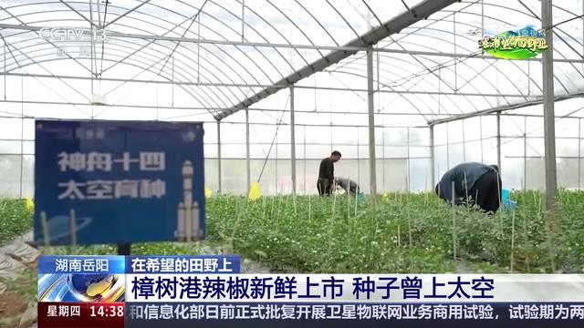 央视【新闻直播间】湖南岳阳 樟树港辣椒新鲜上市 种子曾上太空