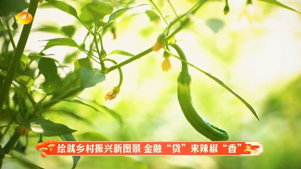 湖南卫视【湖南新闻联播】新春走基层·沸腾福湘|绘就乡村振兴新图景 金融“贷”来辣椒“香”