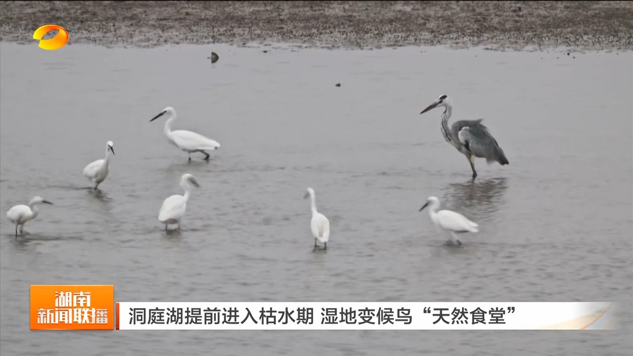 湖南卫视【湖南新闻联播】洞庭湖提前进入枯水期 湿地变候鸟“天然食堂”