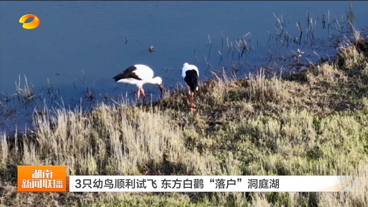 湖南卫视【湖南新闻联播】3只幼鸟顺利试飞 东方白鹳“落户”洞庭湖