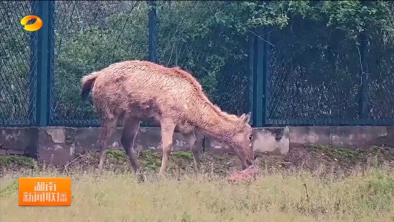 湖南卫视【湖南新闻联播】岳阳：洞庭湖麋鹿苑迎来产仔季 监控记录母鹿分娩全过程